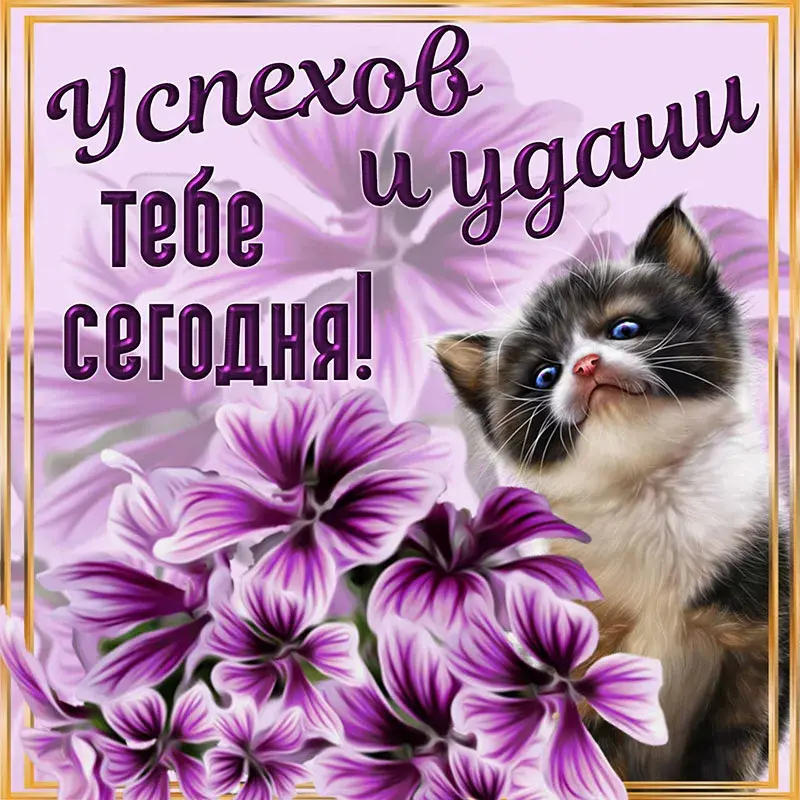 Открытка Удачи - Открытка с котенком и фиалками | Красивая открытка #9