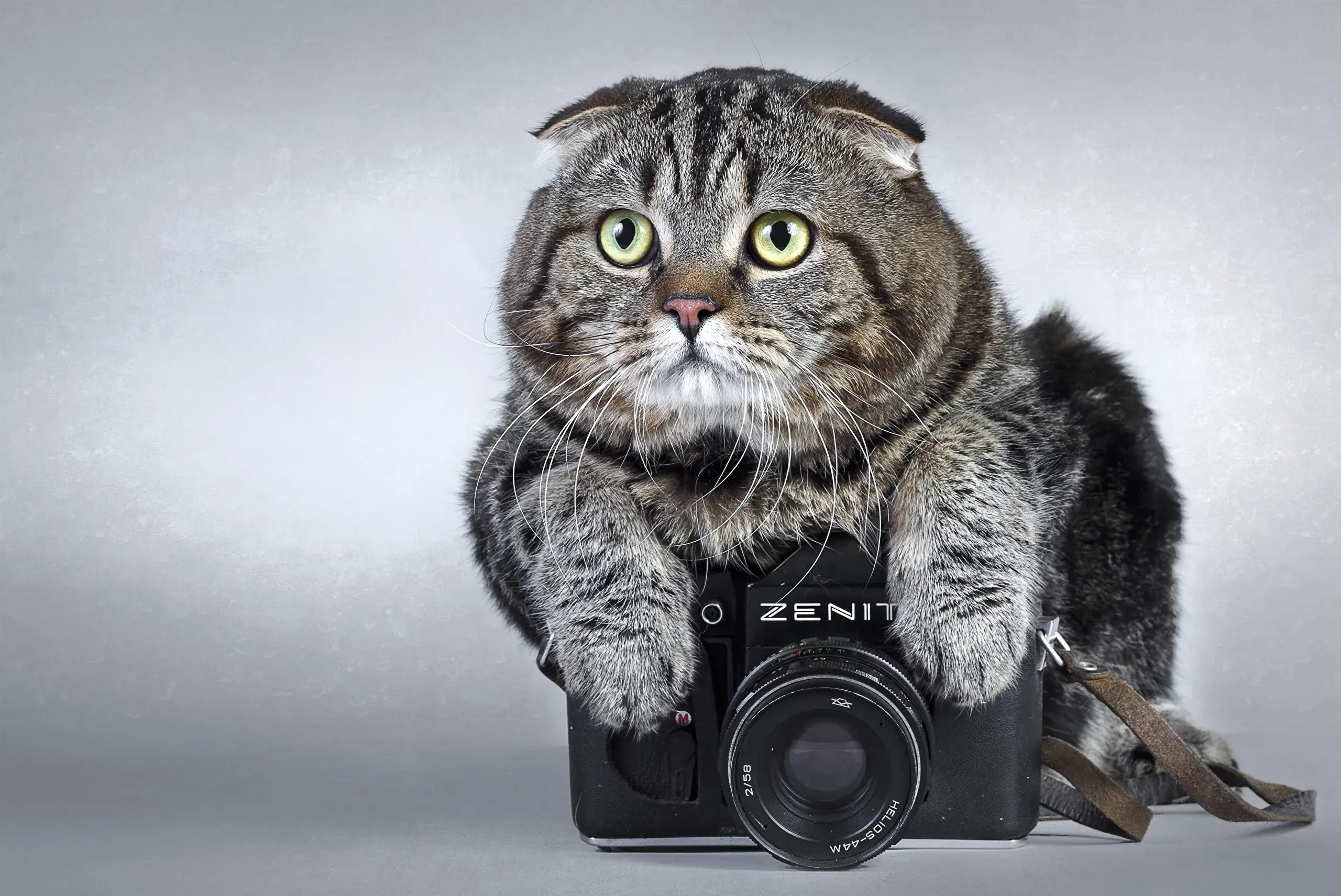 Открытка День фотографа - Смешная открытка с котом и фотоаппаратом | Красивая открытка #32