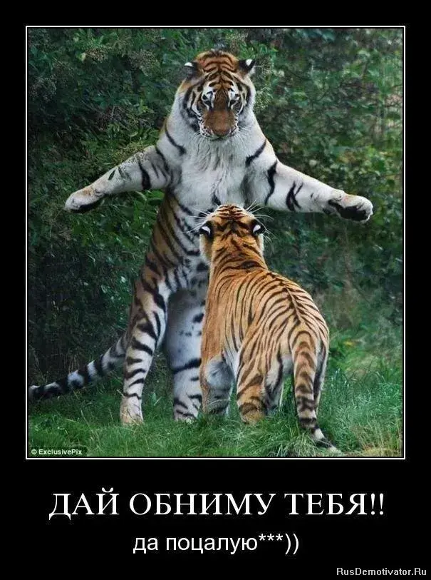 Открытка Обнимаю - Две кошки обнимаются: милая открытка с котятами | Красивая открытка #122