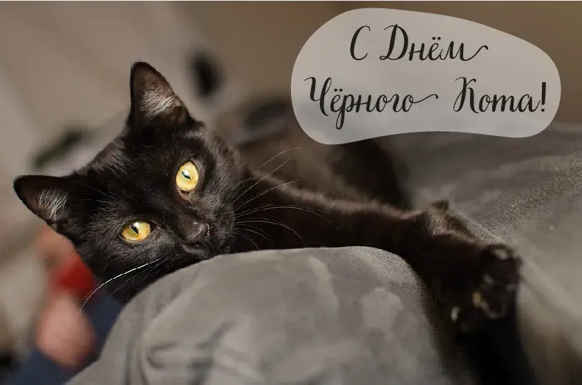 Открытка День черного кота - Чёрный кот на серой подушке | Красивая открытка #19