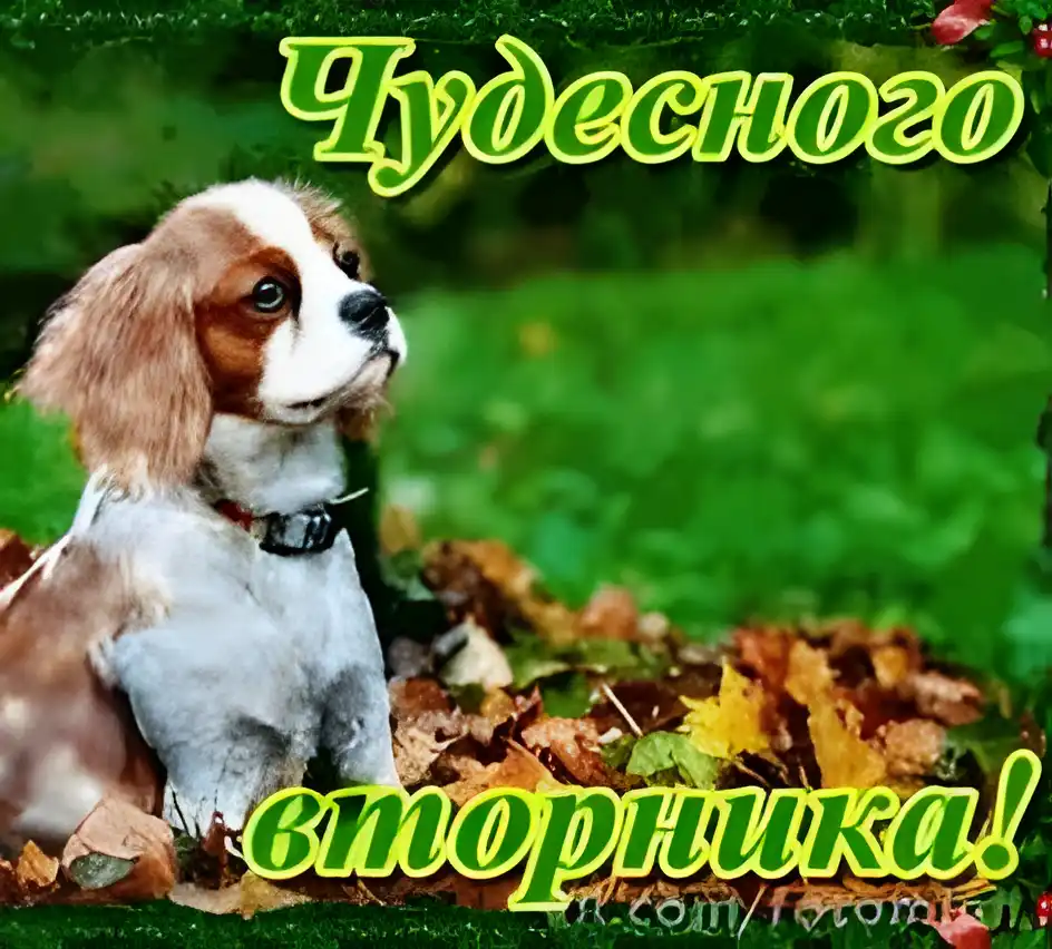 Открытка Открытки на вторник - Открытка с щенком на фоне листьев | Красивая открытка #73