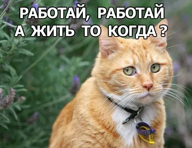 Открытка Открытки на вторник - Оранжевый кот с серьёзным выражением лица | Красивая открытка #186