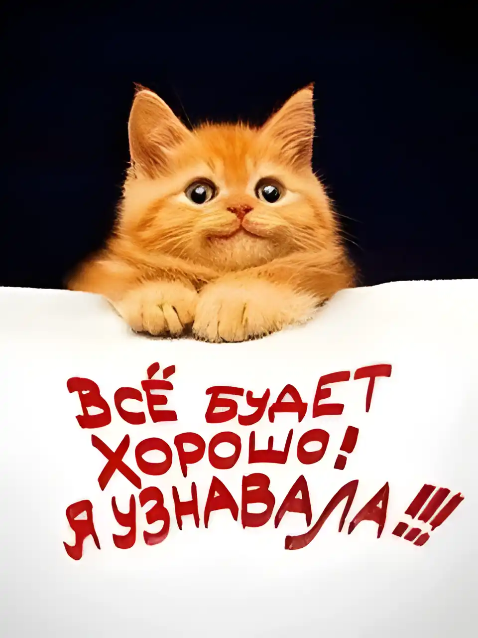 Открытка Все будет хорошо - Яркий котенок на открытке: Новогоднее поздравление | Красивая открытка #8