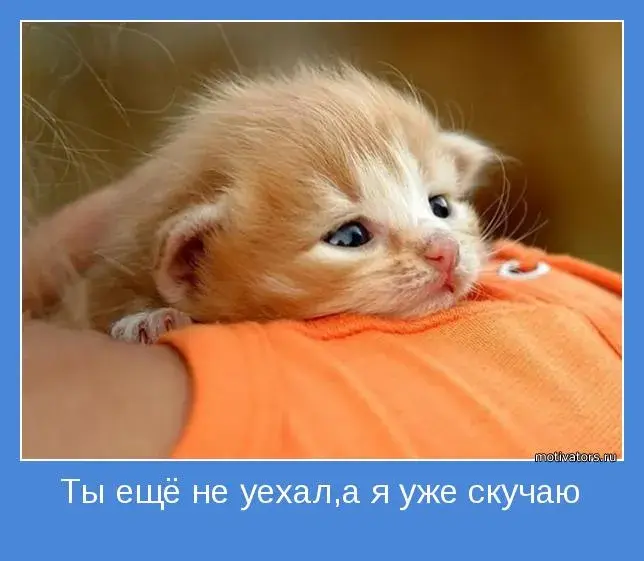 Открытка Открытки скучаю по тебе - Милый котенок: открытка с пушистым малышом | Красивая открытка #143