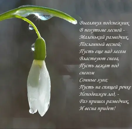 Открытка С днём подснежника - Нежный подснежник: весеннее чудо природы | Красивая открытка #31