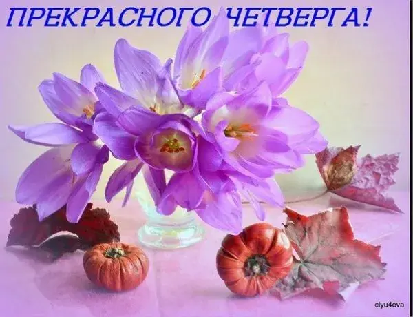 Открытка Открытки на четверг - Фиолетовые цветы, осенние листья, тыквы. Открытка. | Красивая открытка #158