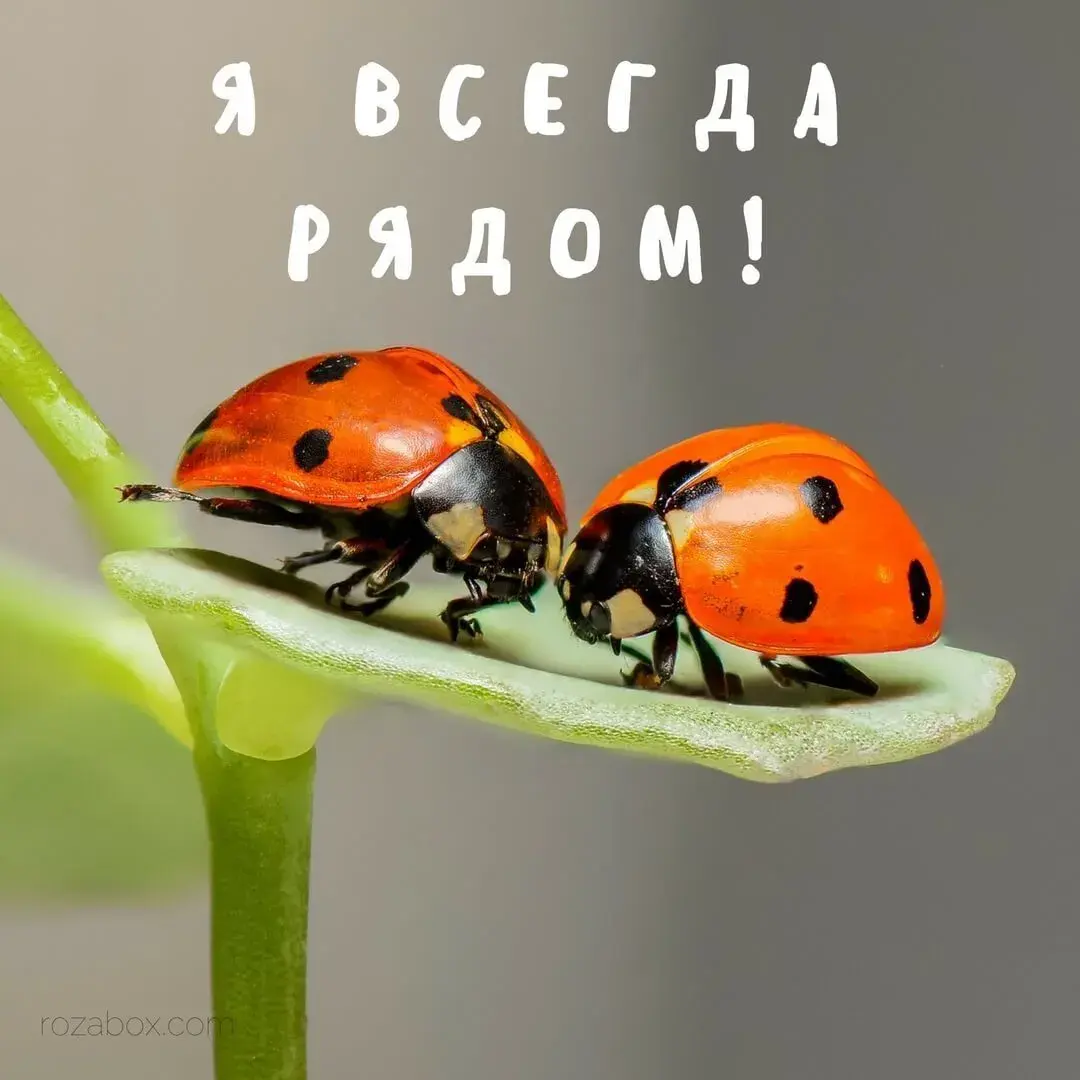 Открытка Я рядом - Две божьих коровки на стебле цветка | Красивая открытка #72