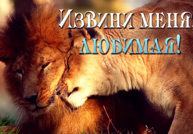 Открытка Открытки с извинениями любимым - Открытка с львами: нежные обьятия | Красивая открытка #9