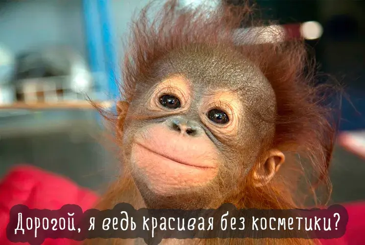 Открытка Прикольные открытки с животными - Обезьянка на открытке: милый сюрприз! | Красивая открытка #19