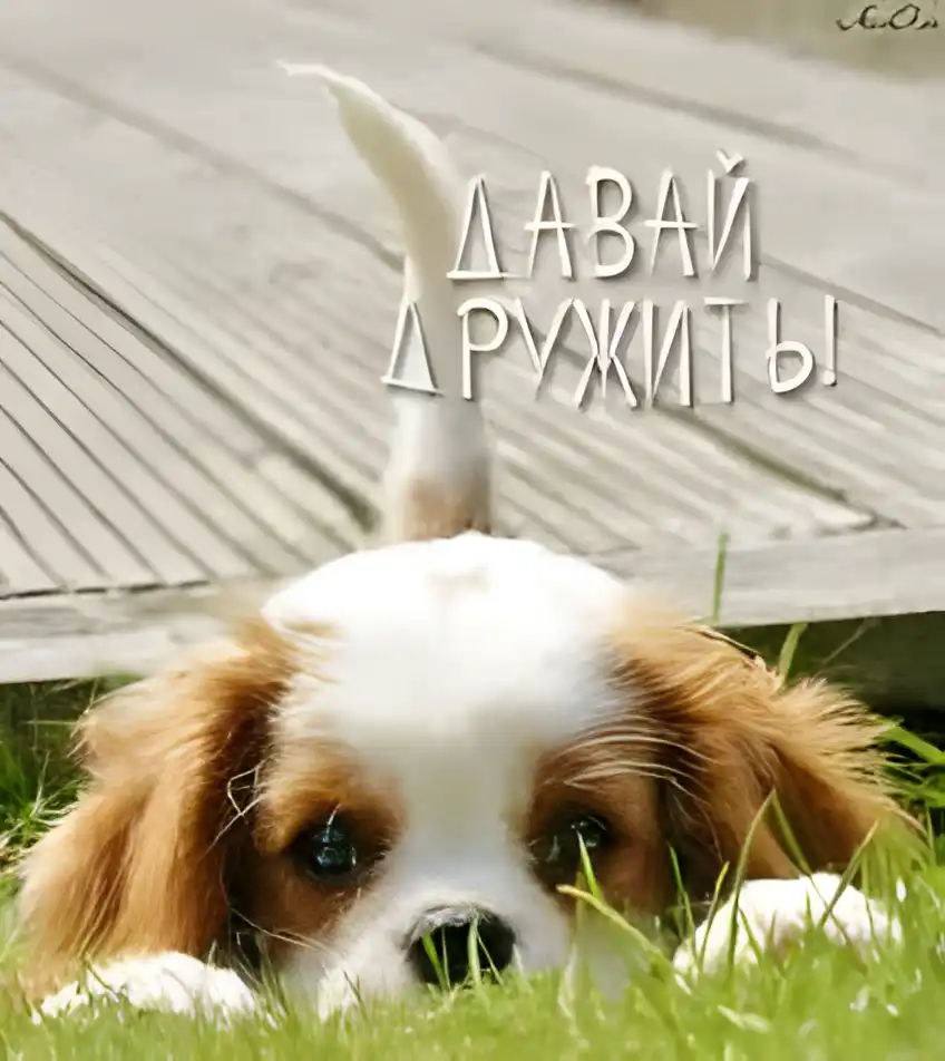 Открытка Открытки давай дружить - Милая собачка на лужайке: открытка с щенком | Красивая открытка #32