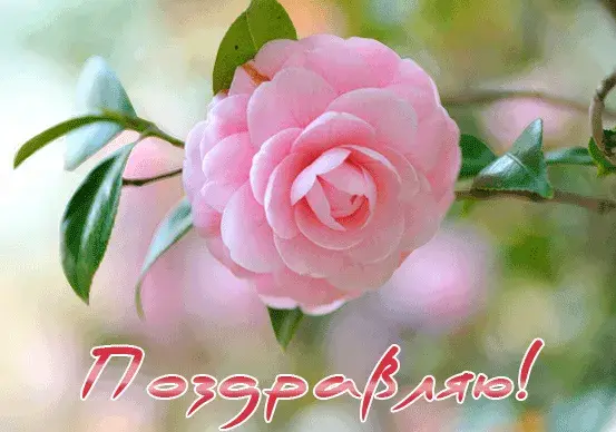 Открытка Поздравляю - Розовый цветок на ветке: открытка с поздравлением | Красивая открытка #19