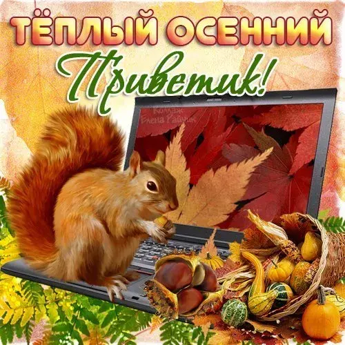 Открытка осенний привет - Белка с Орехами и Осенними Листьями | Красивая открытка #13