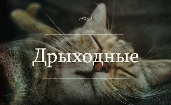 Открытка Выходные - Спящий кот на открытке  Симпатичная кошка | Красивая открытка #36