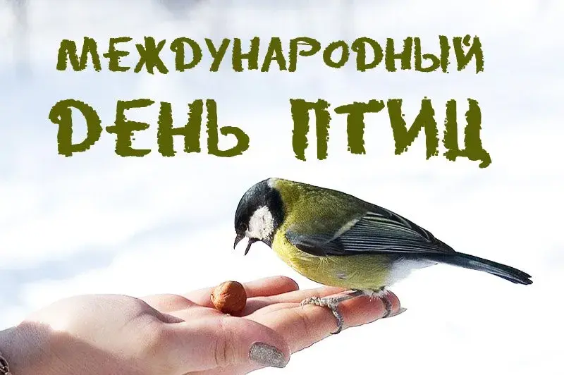 Открытка С днём птиц - Сито на руке: милая открытка с птицей | Красивая открытка #16