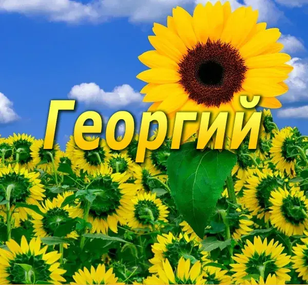 Открытка открытки с именем Георгий  - Подсолнухи на фоне голубого неба. Открытка | Красивая открытка #171
