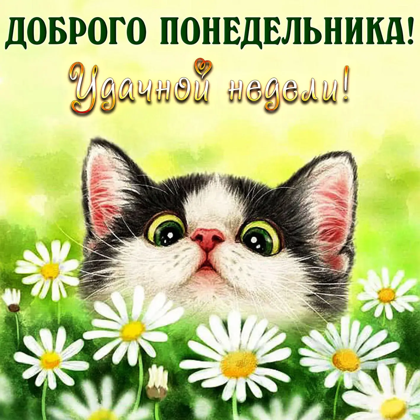 Открытка С ромашками - Открытка с котенком и ромашками | Красивая открытка #89