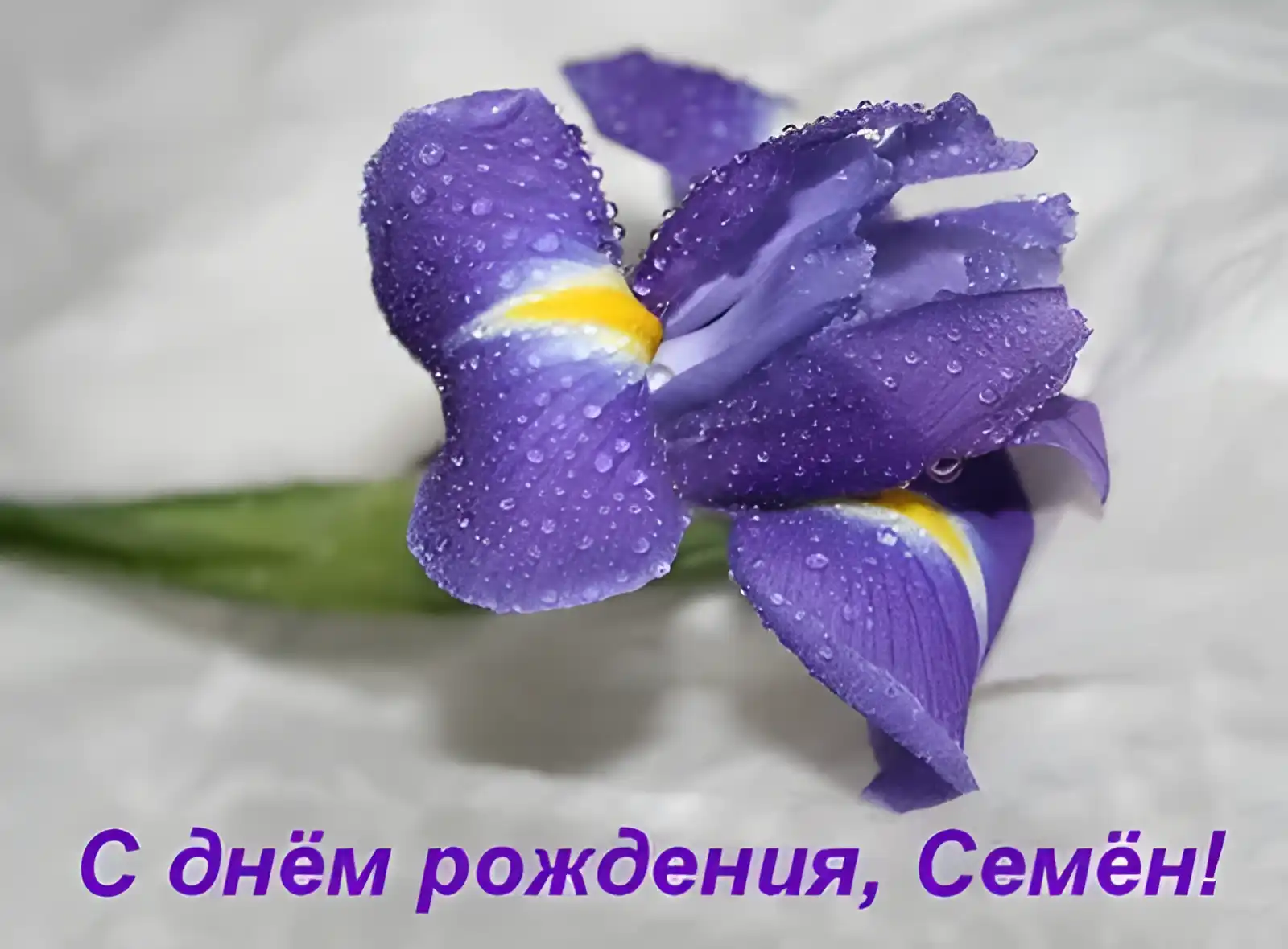 Открытка Открытки с именем Семен - Фиолетовый цветок с капельками росы. | Красивая открытка #96