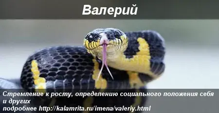 Открытка Открытки с именем Валерий - Змея: портрет, крупный план, чёрно-жёлтая расцветка | Красивая открытка #88