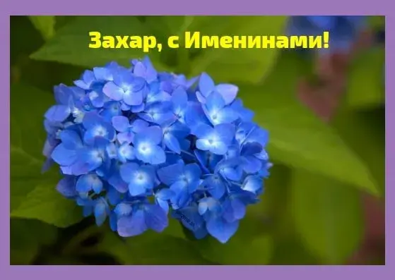 Открытка открытки с именем Захар - Голубая гортензия: открытка с цветами | Красивая открытка #101