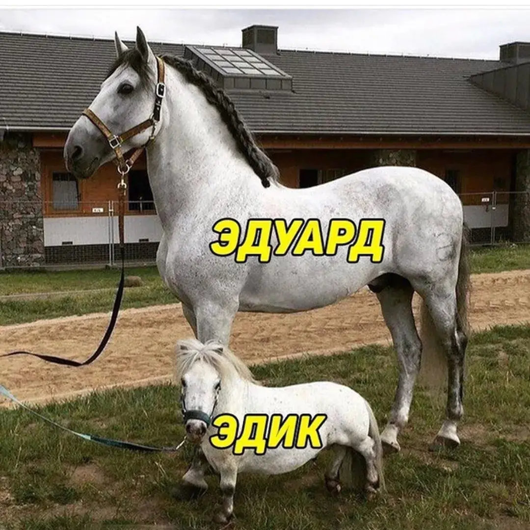 Открытка Открытки с именем Эдуард - Белая лошадь на фоне дома - открытка с животным | Красивая открытка #174