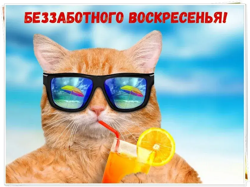 Открытка Открытки на воскресенье - Кот с напитком и солнцезащитными очками на пляже | Красивая открытка #30