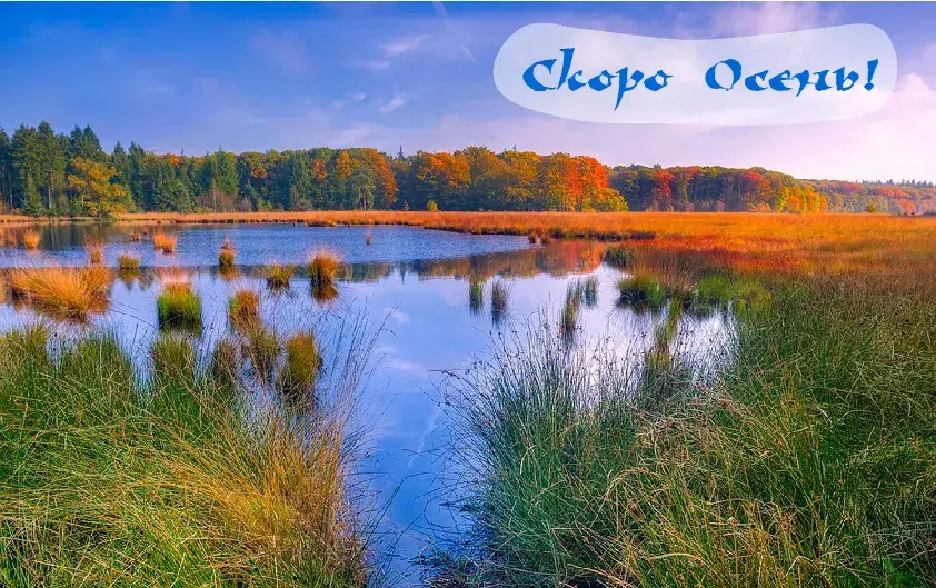 Открытка Скоро осень - Осенний пейзаж: озеро, трава, золотые деревья | Красивая открытка #1