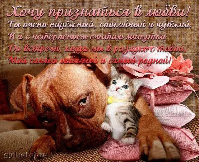 Открытка Стихи о любви - Милый котенок и собака: Открытка с любовью | Красивая открытка #70