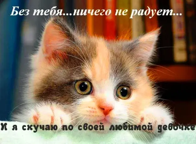 Открытка Я скучаю  - Милый котенок: открытка с очаровательным котенком | Красивая открытка #29