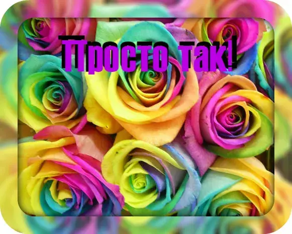Открытка Просто так - Яркие розы: открытка с цветами | Красивая открытка #15
