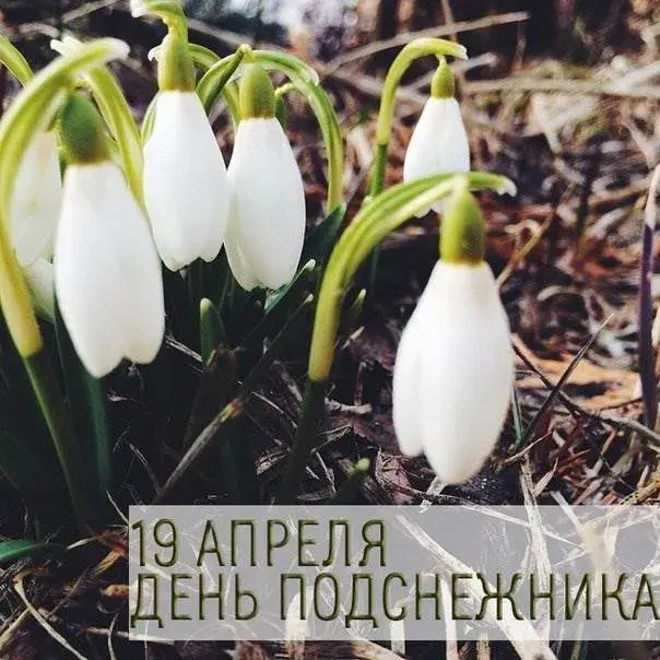Открытка С днём подснежника - 19 апреля - День подснежника | Красивая открытка #77