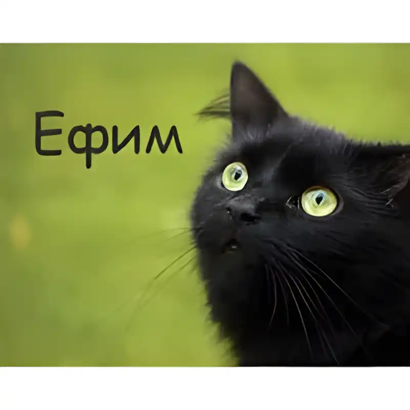 Открытка открытки с именем Ефим - Черный кот с зелеными глазами на открытке | Красивая открытка #200