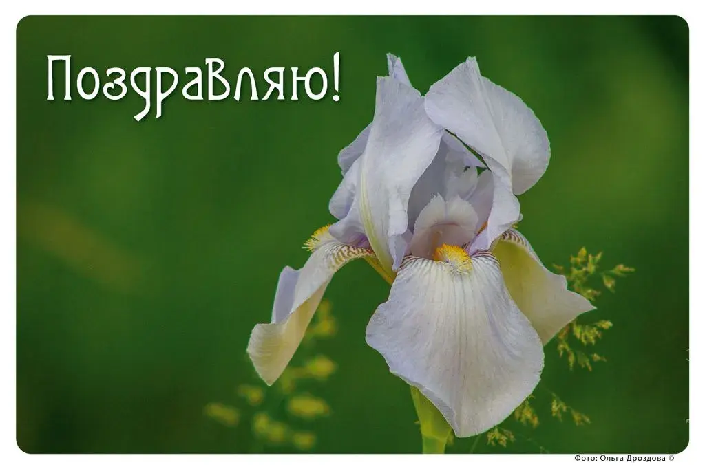 Открытка Поздравляю! - Нежный фиалковый ирис: открытка с цветком | Красивая открытка #53