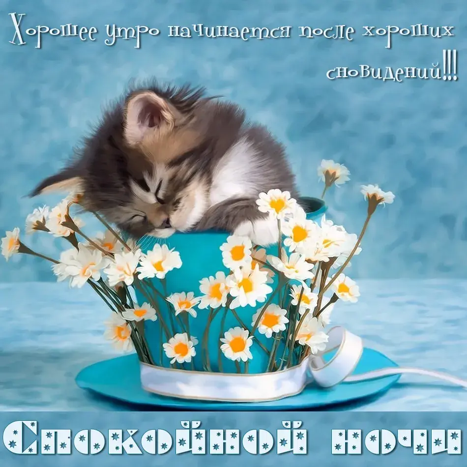 Открытка Спокойной ночи - Котенок в ромашках: милая открытка с цветами | Красивая открытка #18