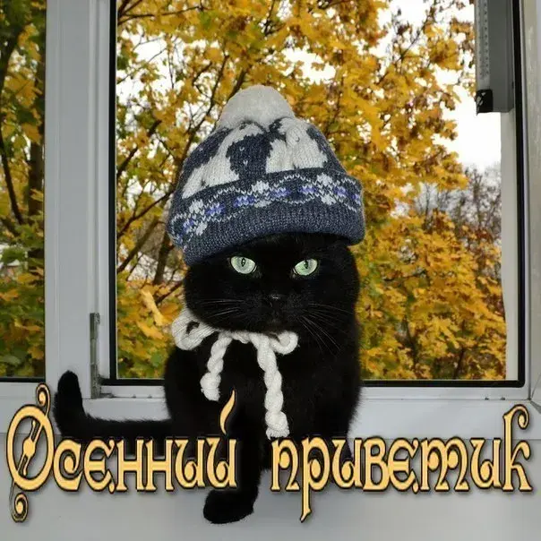 Открытка Осенний приветик - Открытка с котом в шапке на фоне осени | Красивая открытка #93