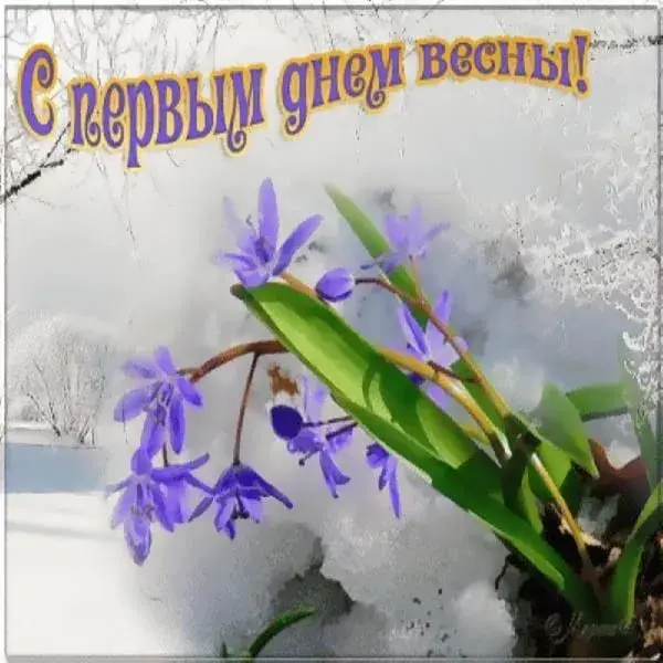 Открытка Первый день весны - Первые подснежники на фоне снега. Открытка с весной. | Красивая открытка #177