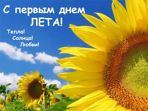 Открытка Про лето - Подсолнухи на фоне голубого неба | Красивая открытка #22