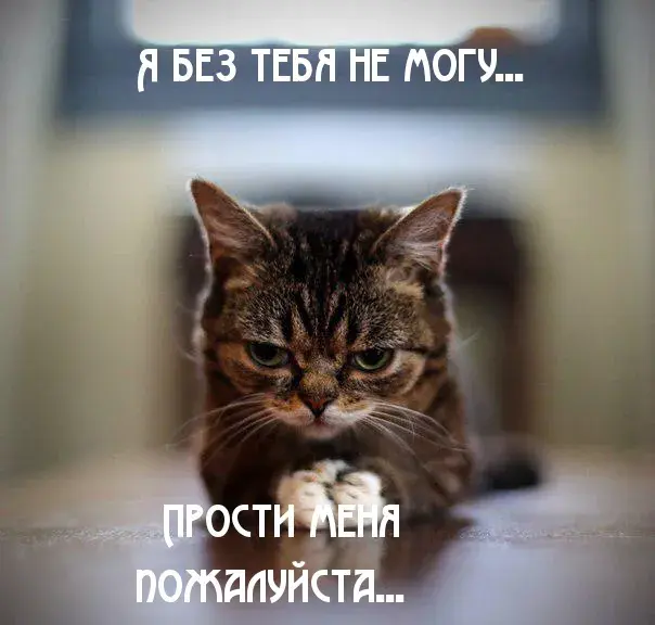 Открытка Открытки с извинениями любимым - Кот с хмурым взглядом - открытка с настроением | Красивая открытка #20
