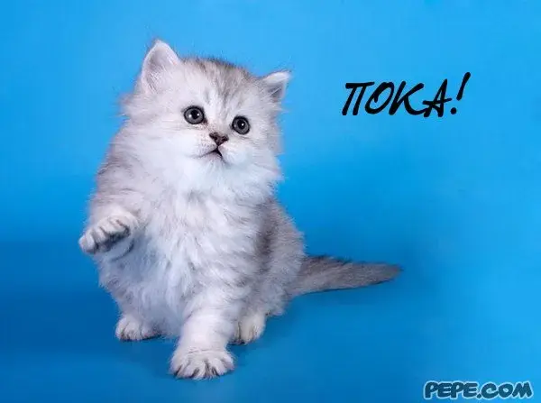 Открытка Открытки с прощаниями  - Милый котенок на синем фоне | Красивая открытка #13