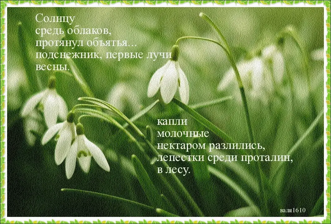 Открытка С днём подснежника - Подснежники на зеленом фоне | Красивая открытка #12