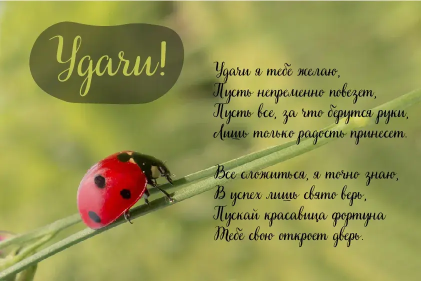 Открытка Удачи - Яркая открытка с божьей коровкой на цветке | Красивая открытка #17