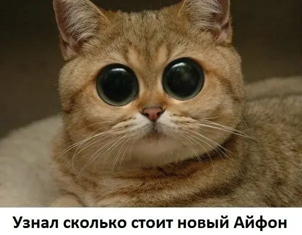 Открытка Прикольные открытки с животными - Удивленный кот: смешная открытка с котом | Красивая открытка #20